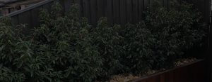 Bonus Fence Spraying, fence spraying, repaint fence, fence spraying Cranbourne, fence spraying Frankston, fence spraying Carrum Downs, fence spraying Seaford, fence spraying Langwarrin, fence spraying Melbourne, fence spraying Chelsea, fence spraying Carrum , fence spraying