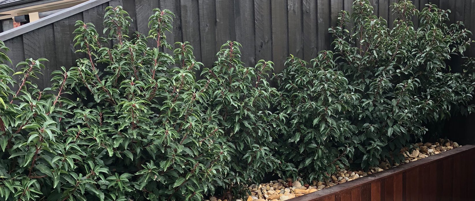 Bonus Fence Spraying, fence spraying, repaint fence, fence spraying Cranbourne, fence spraying Frankston, fence spraying Carrum Downs, fence spraying Seaford, fence spraying Langwarrin, fence spraying Melbourne, fence spraying Chelsea, fence spraying Carrum , fence spraying